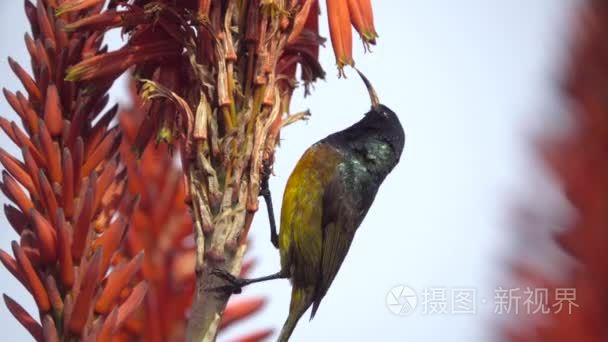 红芦荟花蜜鸟饲喂橙胸视频