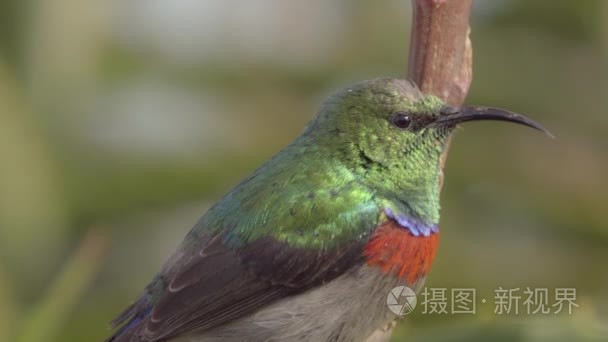 更大的双领鸟栖息在树枝上视频