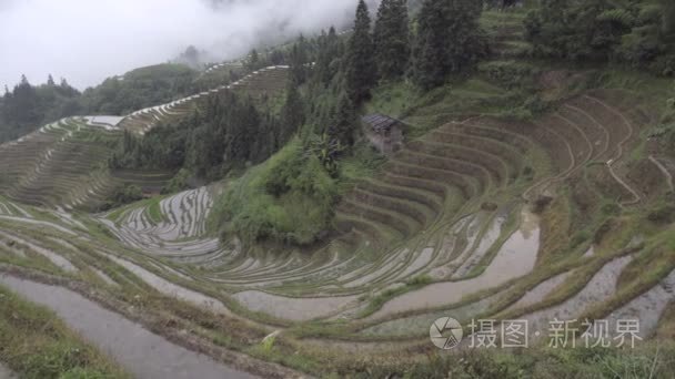 中国平安水稻梯田视频