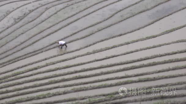 中国农民的稻田视频