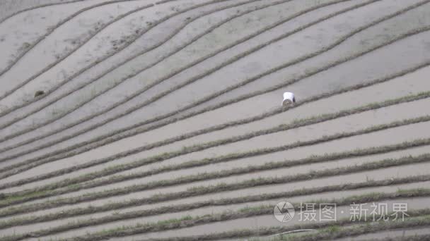 中国稻稻田的戏剧性景观视频