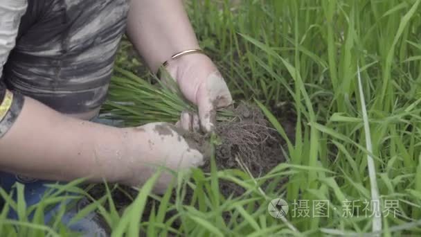 中国女农民准备种植水稻视频