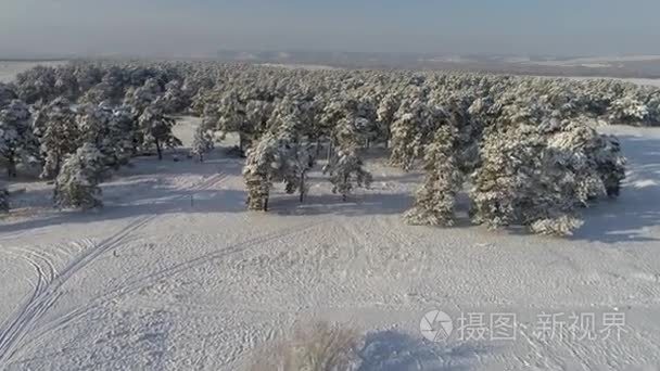 冬季雪针叶林的空中摄影视频