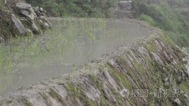 中国稻稻田中的鱼溅视频