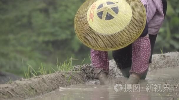 中国女性农民工作的近距离拍摄