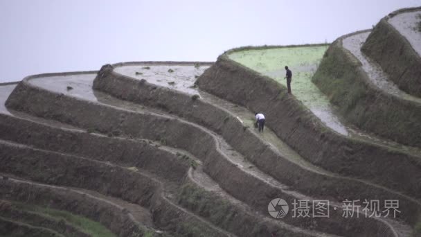 遥远的山坡上的稻作