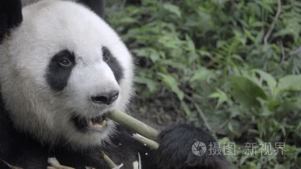 健康的熊猫坐在竹子的撕裂壳视频