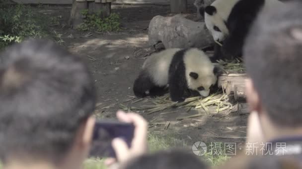 游客包围的熊猫围栏视频