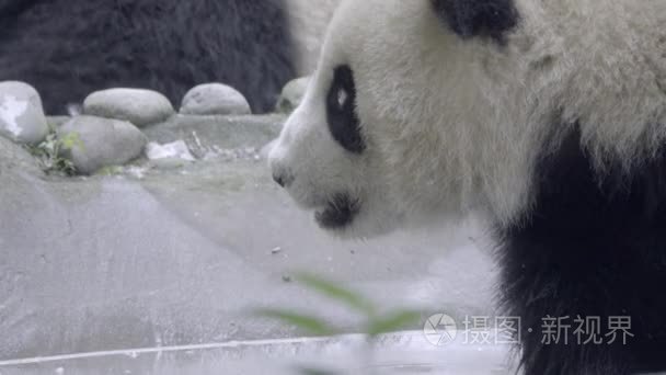 热的小熊猫坐在喘气视频