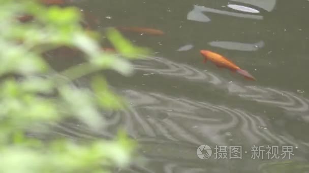 城市公园中的中国鱼视频