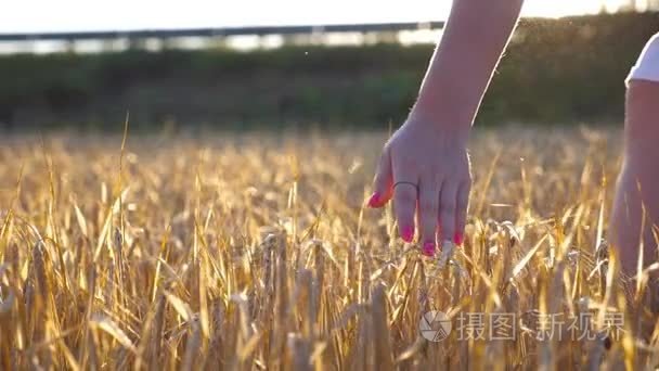 女性手抚摸着田野里的金色麦子。在草地上抚摸黑麦的女孩的手臂。背景的太阳耀斑。慢动作关闭