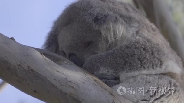 睡眠模糊考拉的详细资料视频