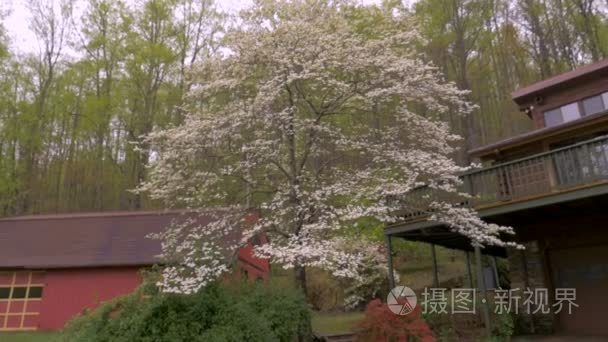 白茱萸开花和杜鹃花花的推进视频