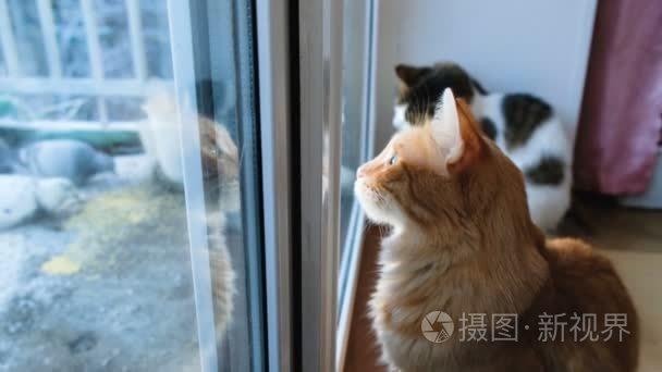 两只猫透过紧闭的窗户望着鸽子  猫想攻击鸟儿  4k