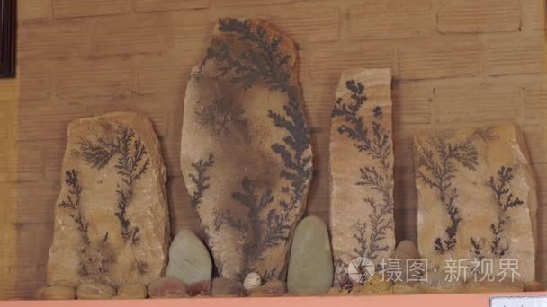 地质岩石样品中的古植物指纹视频