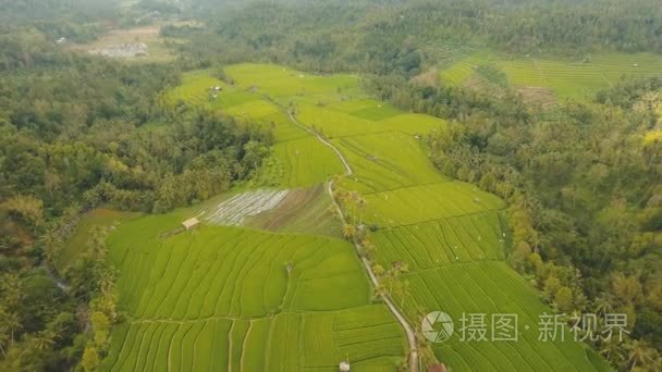 印尼巴厘岛梯田景观视频