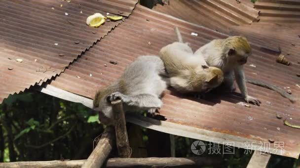 巴厘岛森林里的猴子视频