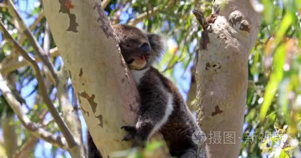 考拉西部澳大利亚视频