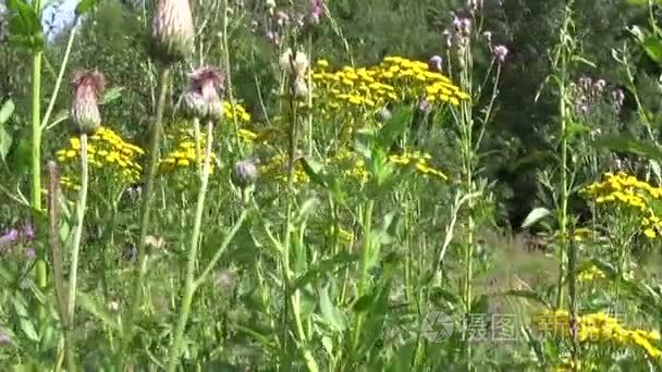 艾菊菊大麦夏季药用植物视频
