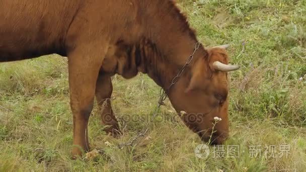 奶牛在牧场上吃草视频