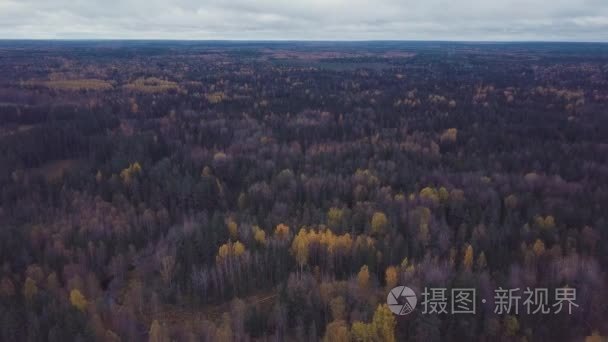 飞过无尽的森林  有许多冷杉和秋天的金色桦树