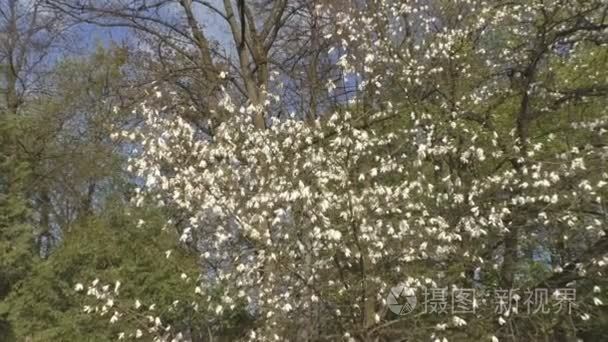 美丽玉兰花绽放在公园里视频
