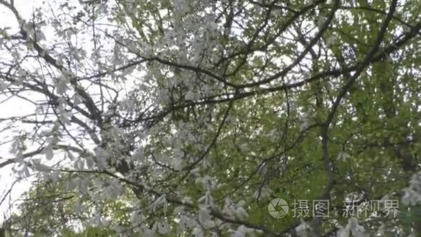 美丽玉兰花绽放在公园里视频