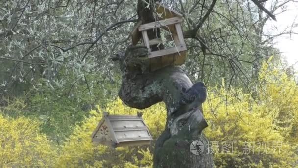 自制鸟笼挂在树上的鸟儿视频