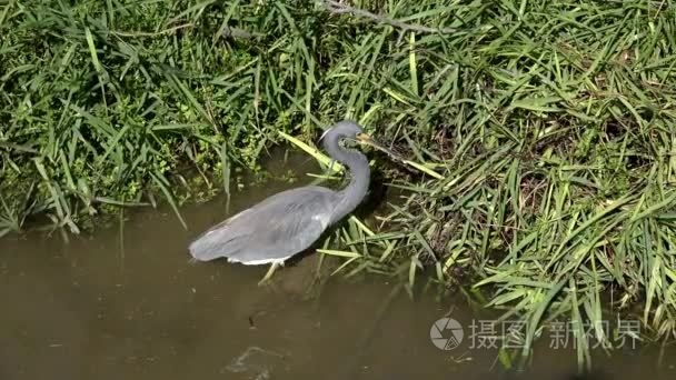 tricolored 苍鹭叶子水