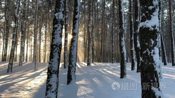 冬天森林风景和日落视频