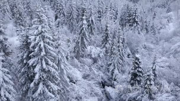 飞行在白雪皑皑的山针叶林。晴朗的严寒天气