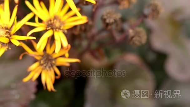 橐之 夏光或leopardplant 属橐属的开花植物种类和家菊科 原产于中国和日本 Mov格式视频下载 正版视频编号01kwf5 摄图新视界视频库