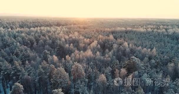 日落时的一个深冬季森林