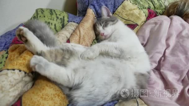 那只猫睡觉宠物- 00:064k可爱的姜猫躺在床上