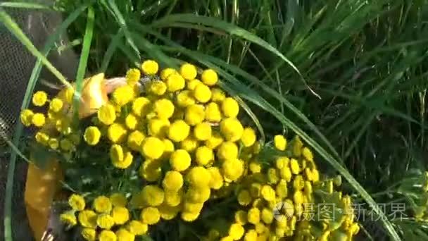 采摘昆仑雪菊 采摘昆仑雪菊视频大全 采摘昆仑雪菊视频合集 摄图新视界 采摘昆仑雪菊 采摘昆仑雪菊视频大全 采摘昆仑雪菊视频合集 摄图新视界