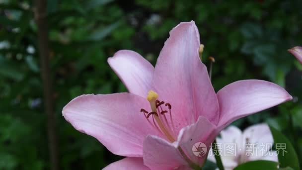粉红植物百合 bulbiferum 细节高清素材草本老虎百合花视频