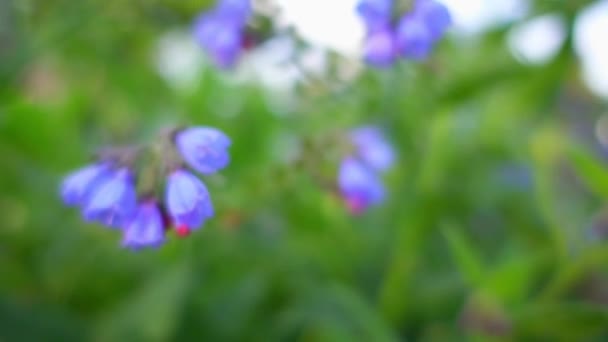Symphytum 是家族紫草开花植物的属 它的种类是已知的共同的名字紫草mov格式视频下载 正版视频编号01lnta 摄图新视界视频库 Symphytum 是家族紫草开花植物的属 它的种类是已知的共同的名字紫草mov格式视频下载 正版视频编号01lnta 摄图新视界视频库