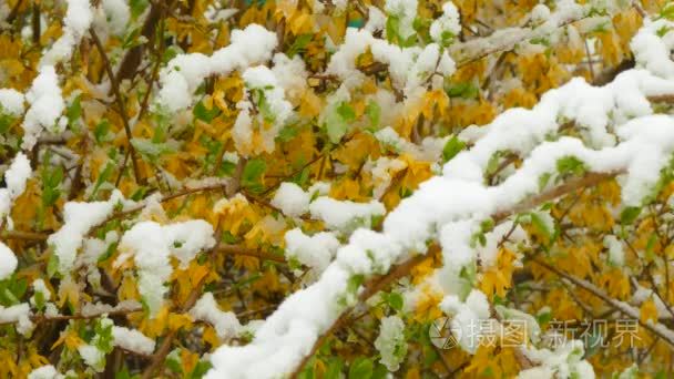 黄色的花朵在雪下结冰视频