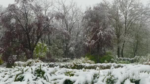 雪中覆盖着春天的开花树木视频