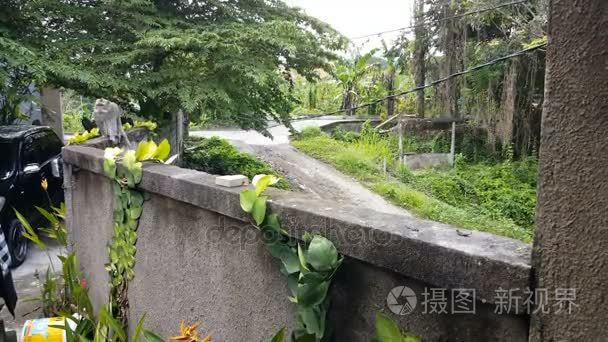 巴厘猴野猴视频