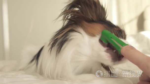 年轻的狗品种比大陆玩具猎犬刷牙齿与牙刷股票片段视频