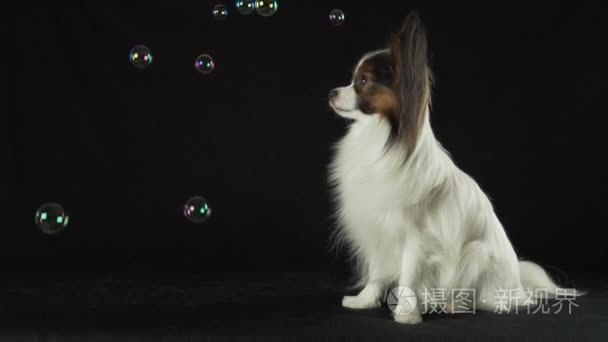 美丽的年轻的雄性狗大陆玩具猎犬比看着肥皂泡沫黑色背景慢动作股票素材视频