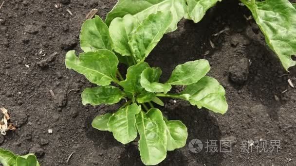 近距离拍摄的一个年轻的甜菜青芽.高清短视频