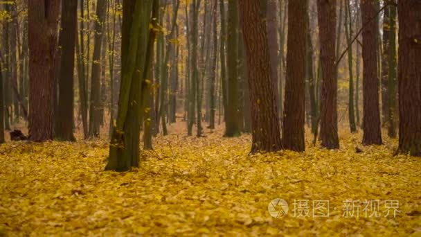 秋叶落叶林下秋季森林地毯视频