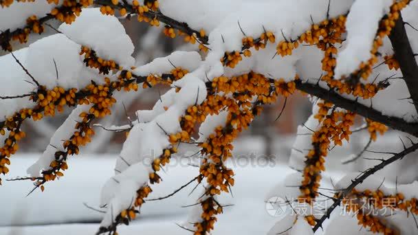 雪下的黄浆果沙棘灌木