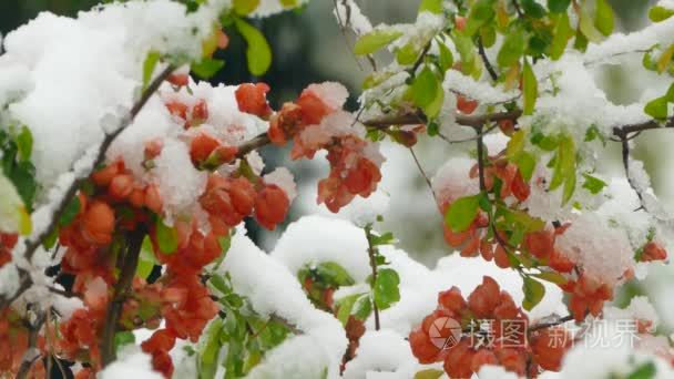 小红花在雪下结冰视频