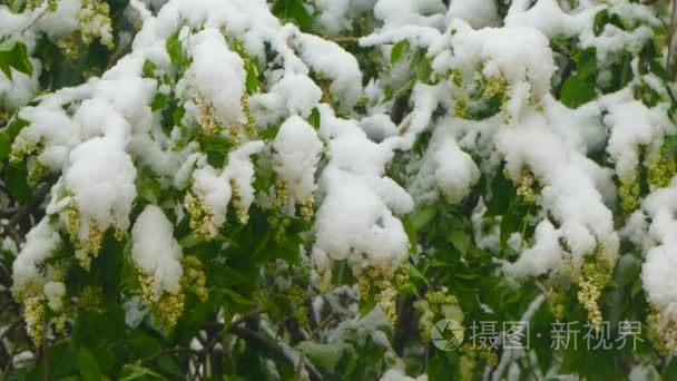 雪下盛开的花朵