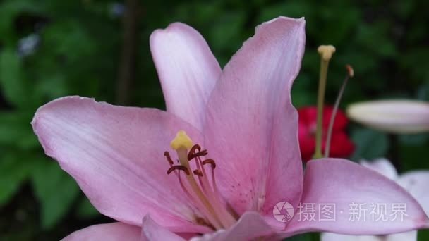 粉红植物百合 bulbiferum 细节高清素材-草本老虎百合花视频