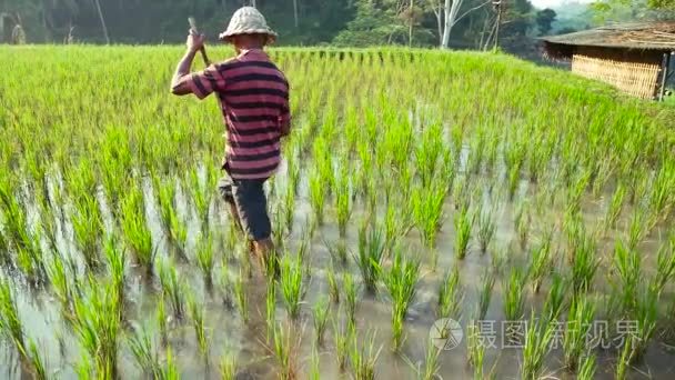 印尼巴厘岛农民在稻田工作视频