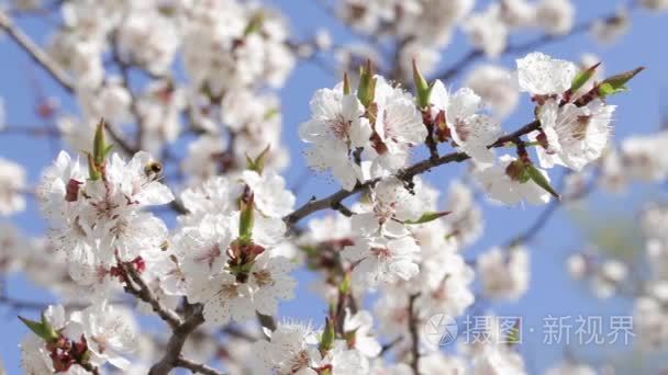 新鲜春天背景视频